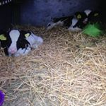 Profile Picture of ruby.swain010 (@ruby.swain010) on Instagram