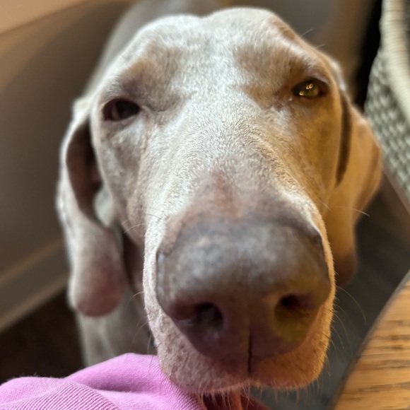 Profile Picture of Macie Perrego (@mamienay) on Poshmark