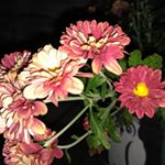 Profile Picture of Digna Ramos (@dignaramosm25) on Instagram