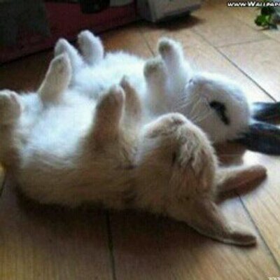 Dani Fink - Twitter Profile Picture of Dani Fink (@dd7d332a85b545a) on Twitter