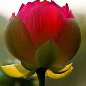 Profile Picture of Lauren Scott (@pv325) on Pinterest