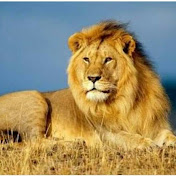 Profile Picture of Mohamed Abozaid (@mohamedabozaid9228) on Youtube