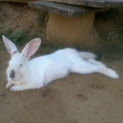 Profile Picture of Joel Adan Lozada (@joellozada14) on Twitter