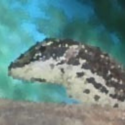 Profile Picture of Joshua Meltzer (@jemmelt) on Twitter