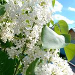 Profile Picture of Lauri Neidecker (@laurineidecker) on Instagram