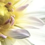 Profile Picture of Caitlin Carlstrom (@carlstromlandscapes) on Instagram