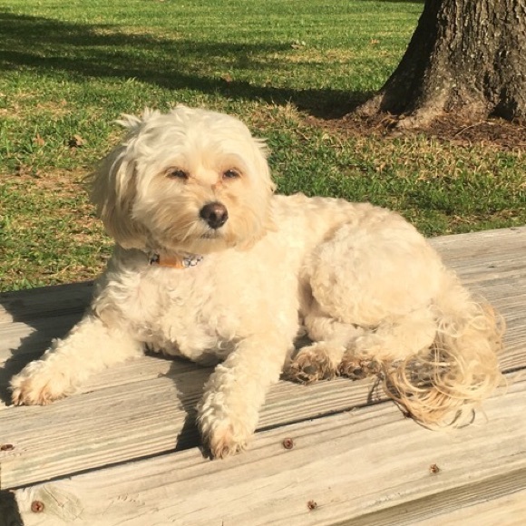 Profile Picture of Mckenzie Misbach (@mckenziemmiz) on Poshmark