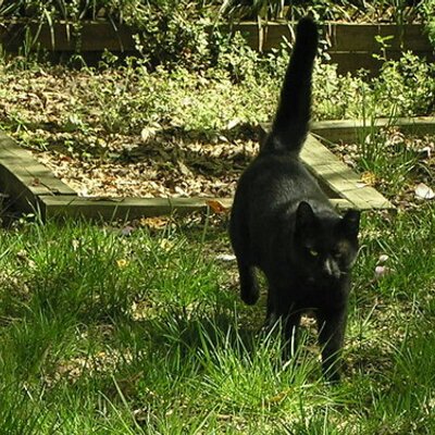 Profile Picture of Edward Bock (@64goldenphoenix) on Twitter