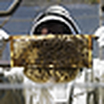 Profile Picture of Adrian Davis (@beekeeper.adrian) on Flickr