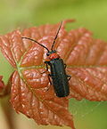 Profile Picture of Silis (beetle)on Wikipedia