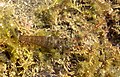 Profile Picture of Alope (crustacean)on Wikipedia