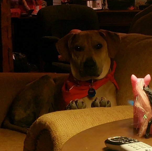 Emma Covak - Poshmark Profile Picture of Emma Covak (@fancyellafan) on Poshmark