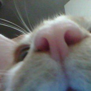 Profile Picture of Chase Nielsen (@tutwig465) on Twitter