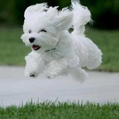 Victor Chan Hou Yuan - Twitter Profile Picture of Victor Chan Hou Yuan (@VictorChan92) on Twitter