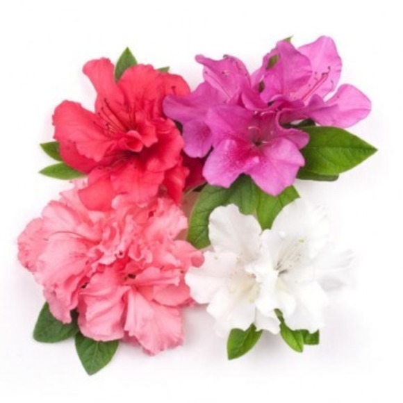 Profile Picture of Judith Sherling (@azaleas808) on Poshmark