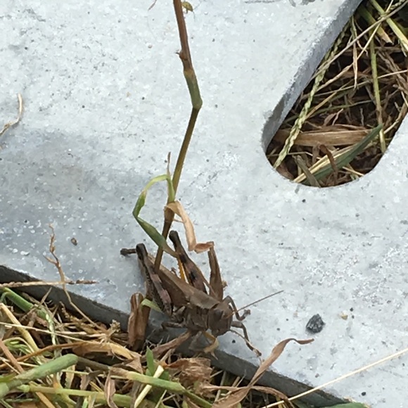 Profile Picture of Mina Atkins (@minaatkins420) on Poshmark