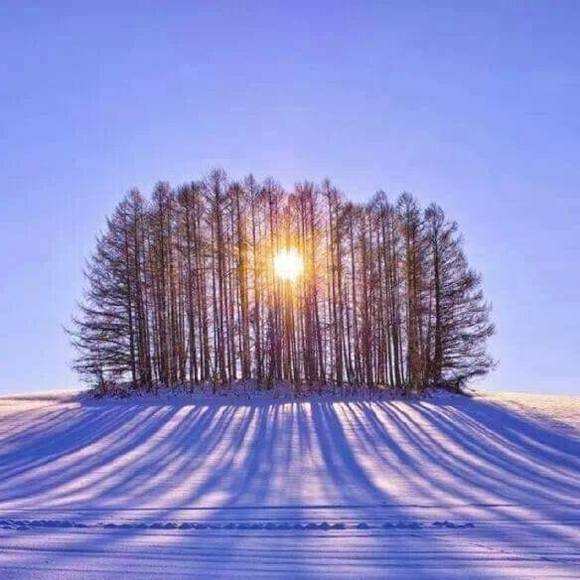 Profile Picture of Tracia Schery (@tschery) on Poshmark