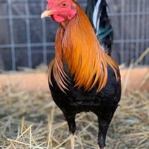 Profile Picture of Alex Polk (@AlexPolk15) on Twitter