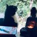 Profile Picture of Tracy Vaughn Schultz (@traycelea) on Pinterest