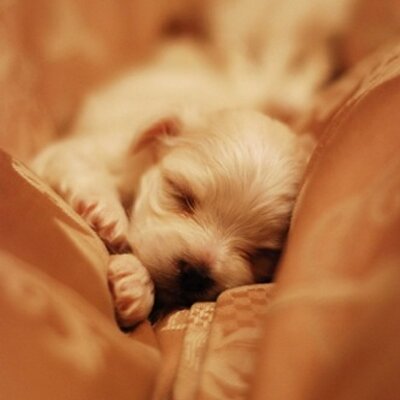 Profile Picture of Savannah Coleman (@heathermocoy) on Twitter