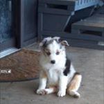 James Norman Campolo Sr. - Instagram Profile Picture of James Norman Campolo Sr. (@campolosr.james) on Instagram