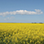 Profile Picture of Jin Lim (@majorglory) on Flickr