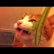 Profile Picture of Joe Weston (@thinkofaname) on Youtube