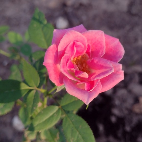 Olivia Wolf - Poshmark Profile Picture of Olivia Wolf (@libbygracew1) on Poshmark