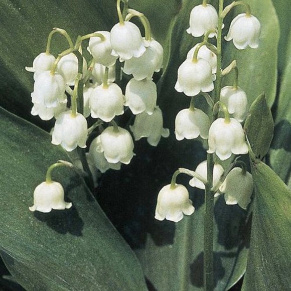 Profile Picture of Isa Canizares (@isahlia) on Poshmark