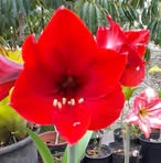 Profile Picture of Georgette Poyle (@georgette.poyle) on Facebook