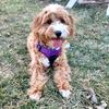Profile Picture of Piper Thomas (@@piper_g_doodle) on Tiktok