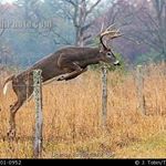 Profile Picture of Steve Fletcher (@nobuglives) on Instagram