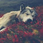 Profile Picture of Diego Zegarra (@diego_zegarra735) on Instagram