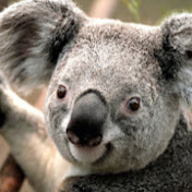 Profile Picture of Robert Li (@robertli2766) on Youtube