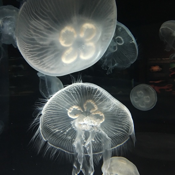 Profile Picture of Michele Maslak (@michelemaslak) on Poshmark