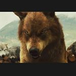 Wolf_01🐾🐺 - Instagram Profile Picture of Wolf_01🐾🐺 (@elena_aurora_biondini) on Instagram
