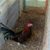 Profile Picture of Michael Castelo (@michaelcastelo3340) on Youtube