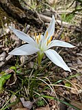 Profile Picture of Zephyranthes atamasca - Wikipedia, the free …on Wikipedia