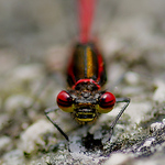 Profile Picture of Steve Ford (@Steve Ford.) on Flickr