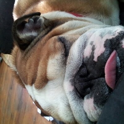 Profile Picture of Michele Fairbanks (@precsheemom) on Twitter
