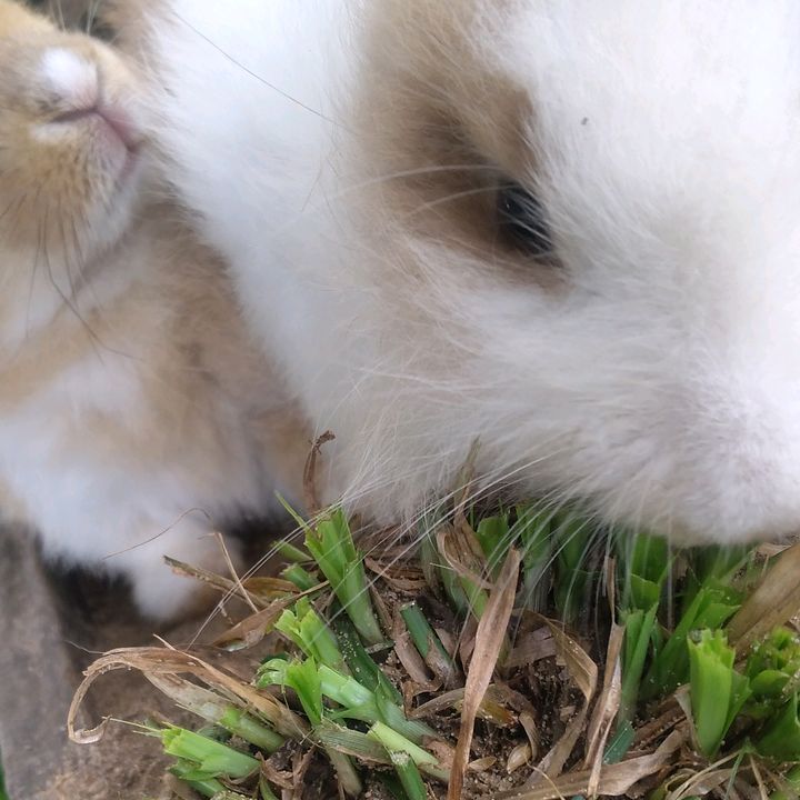 Profile Picture of Emiliana corchado (@emiliana.corchado) on Tiktok