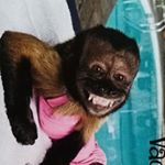 Profile Picture of carla coppick (@vacationmonkey) on Instagram