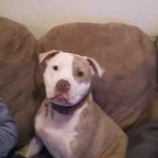 Profile Picture of Jacob Meraz (@SmokerHQ) on Twitter