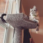 Profile Picture of Leo Denzer (@leo_the_siamese_lynx) on Instagram