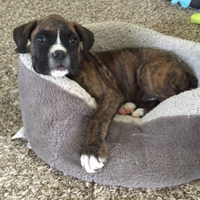 Profile Picture of Jamie Roy (@JRoy0412) on Twitter