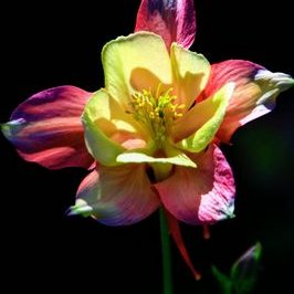 Profile Picture of Alison Tull (@alisonjht) on Twitter