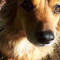 Profile Picture of Thomas Chirayil (@thomas-chirayil-2) on Quora