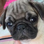 Dexter Peanut McFarland - Instagram Profile Picture of Dexter Peanut McFarland (@dexter_dallas_pug) on Instagram