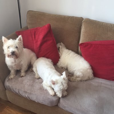 Profile Picture of Iain Laing (@papa19521) on Twitter