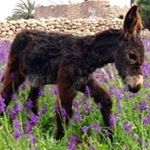 Profile Picture of Daniel Marius Galichet (@danielmariusgalichet) on Instagram